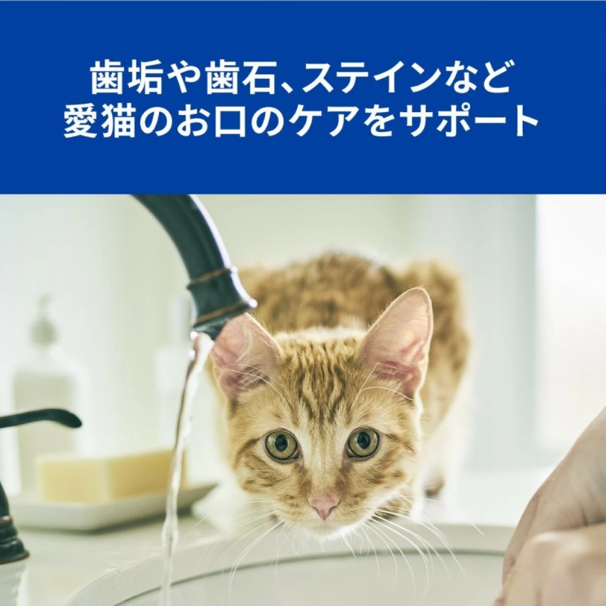 猫用t/d(400g)