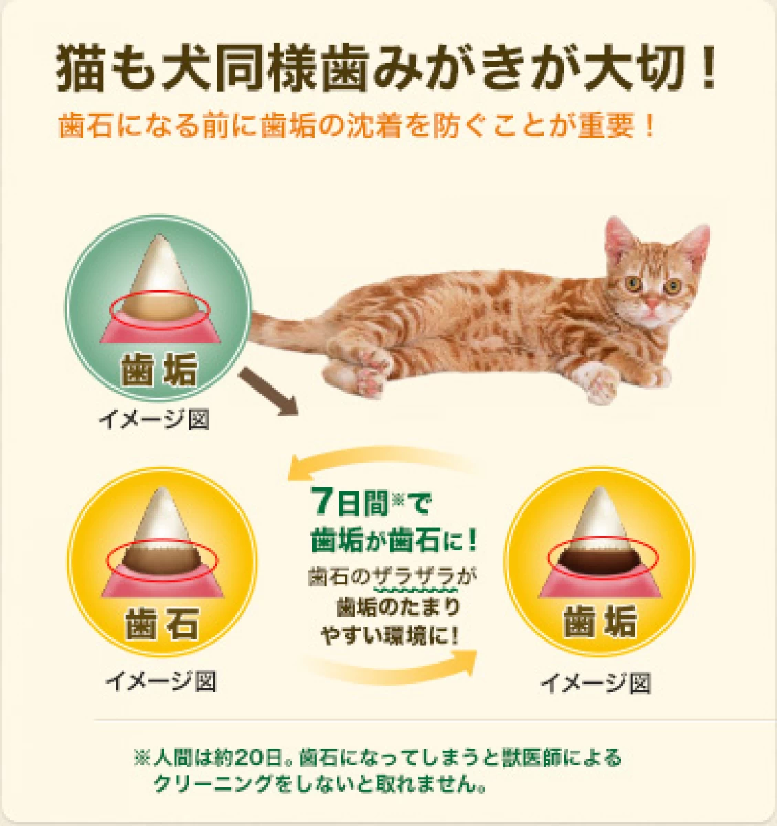 猫用グリニーズ　歯みがき専用スナック 60g